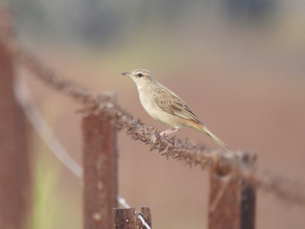 Rufous Songlark - ML587311741