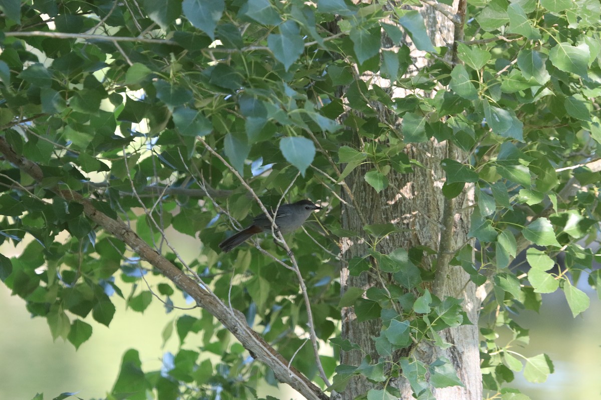 Gray Catbird - Rick Saval