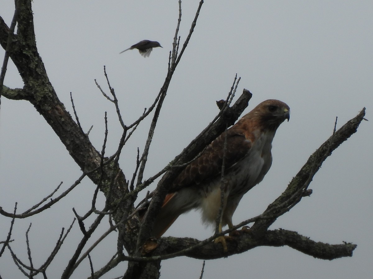 Red-tailed Hawk - ML587313391