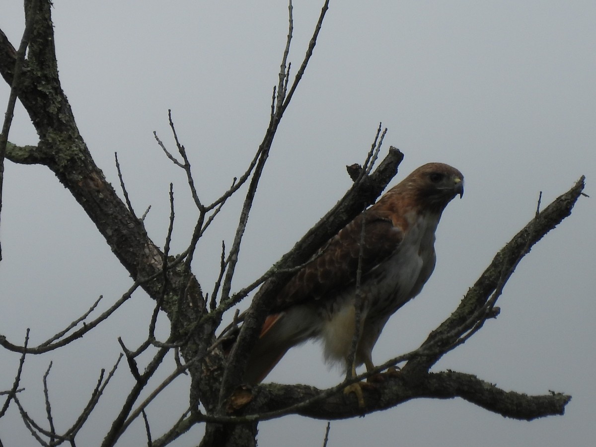 Red-tailed Hawk - ML587313401