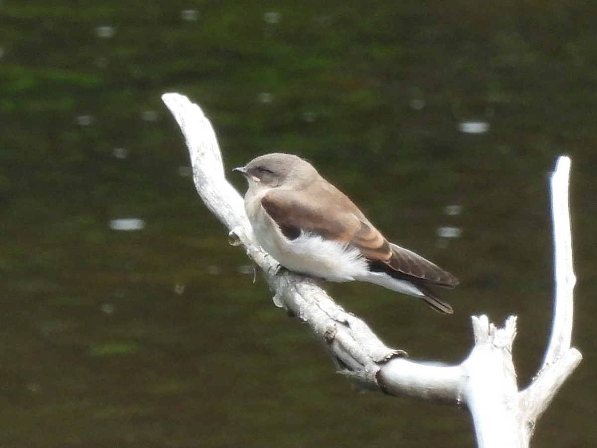 Northern Rough-winged Swallow - ML587313441