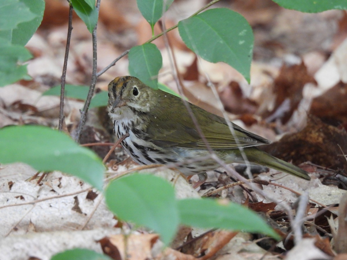 Ovenbird - ML587313691