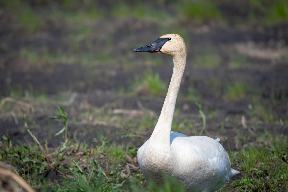 Trumpeter Swan - ML587313891