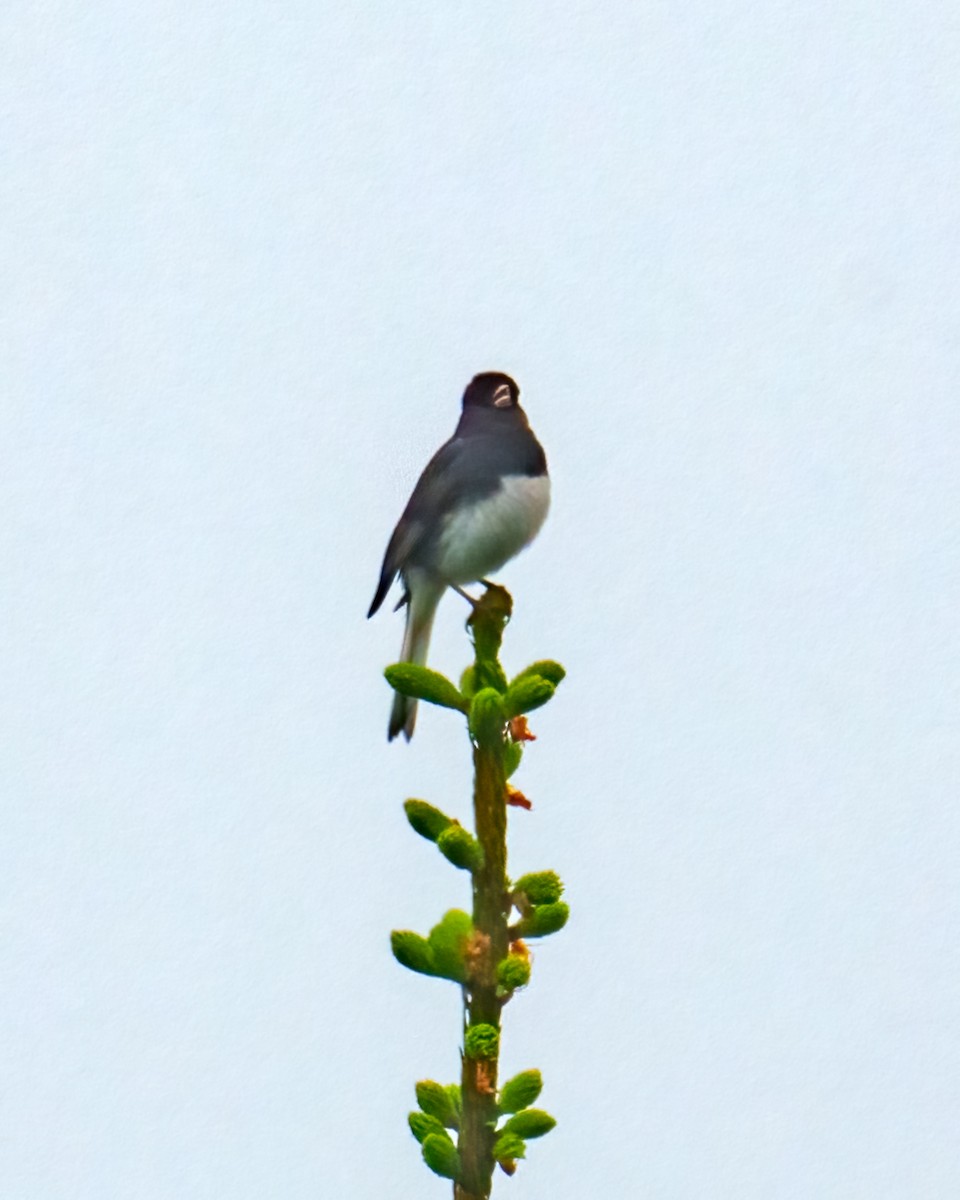 Dark-eyed Junco - Tom Momeyer