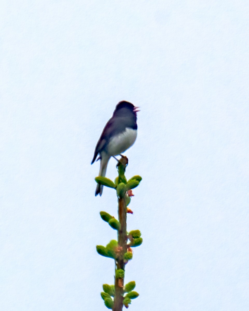 Dark-eyed Junco - Tom Momeyer