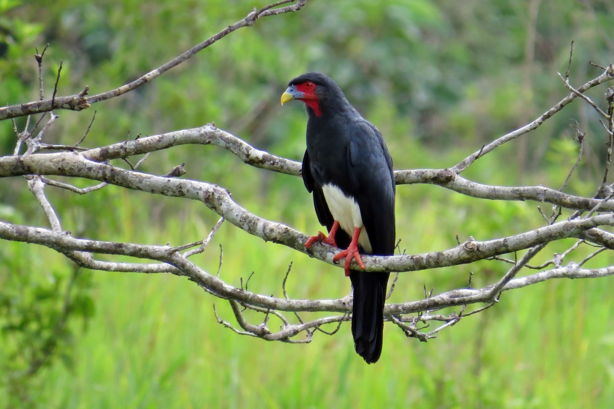 Red-throated Caracara - ML587314141