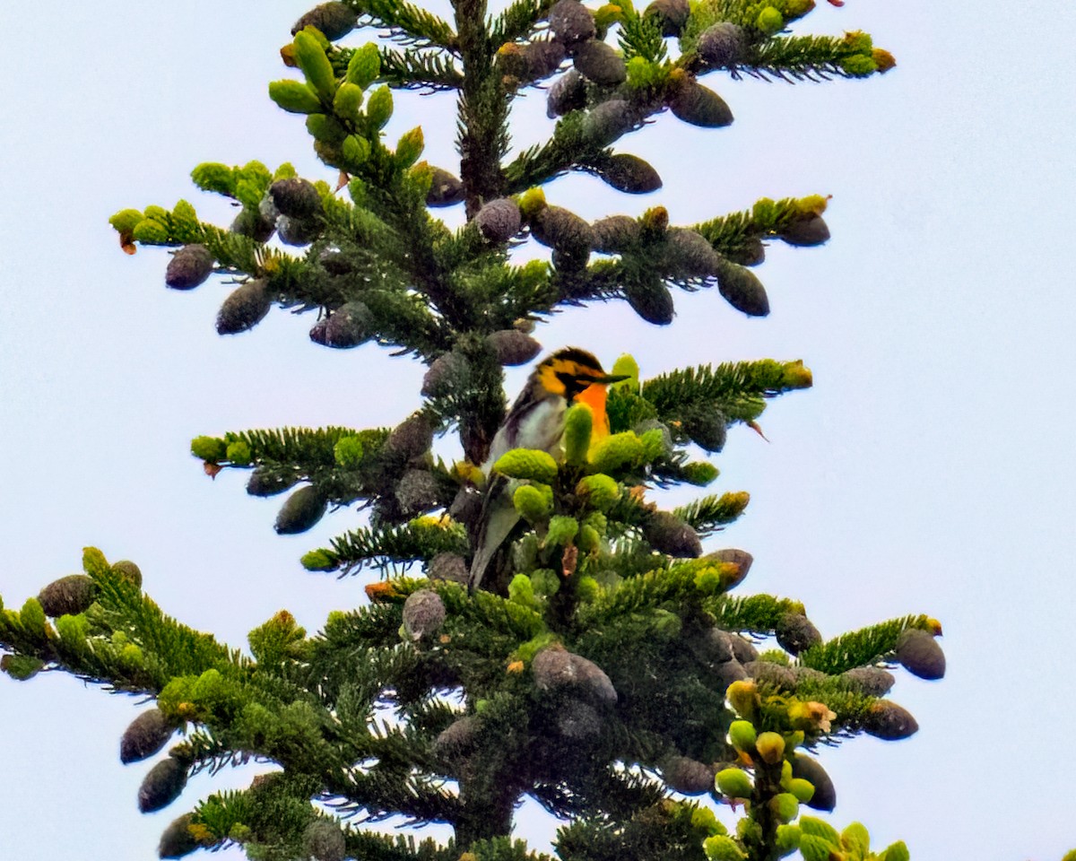 Blackburnian Warbler - Tom Momeyer