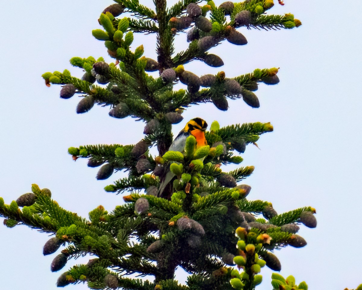 Blackburnian Warbler - Tom Momeyer