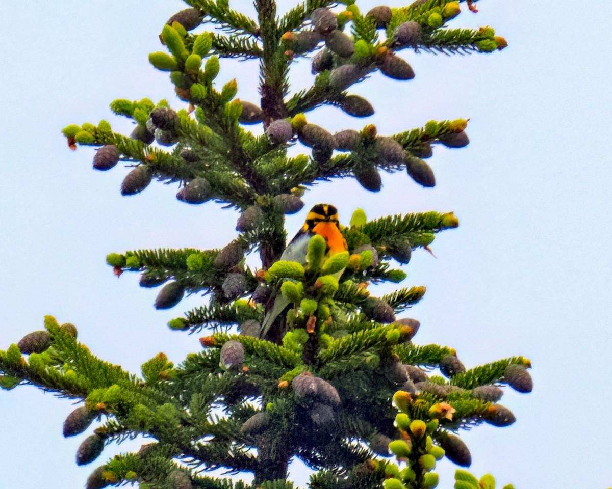 Blackburnian Warbler - Tom Momeyer