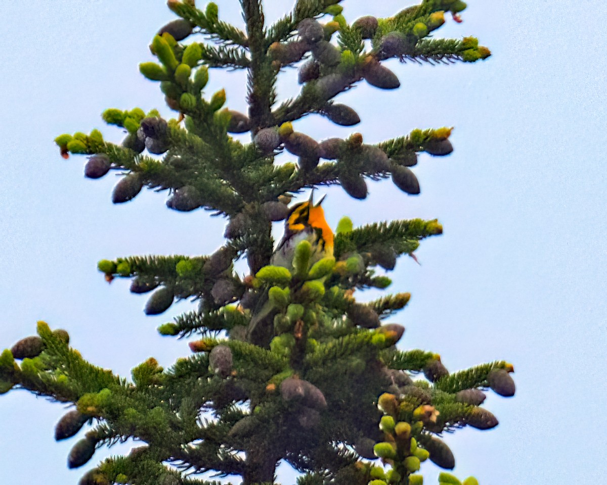 Blackburnian Warbler - Tom Momeyer