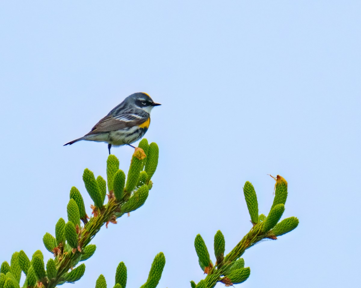 キヅタアメリカムシクイ（coronata） - ML587314551