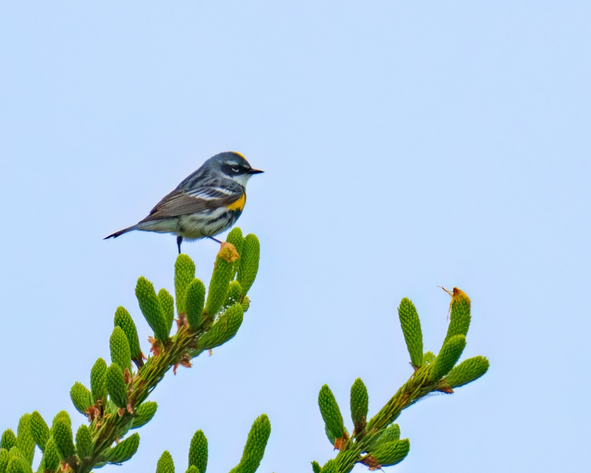 Пісняр-лісовик жовтогузий (підвид coronata) - ML587314551