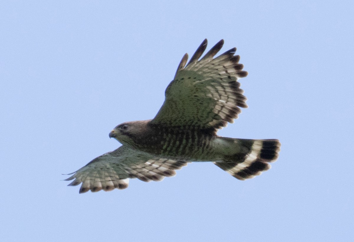 Broad-winged Hawk - ML587315321