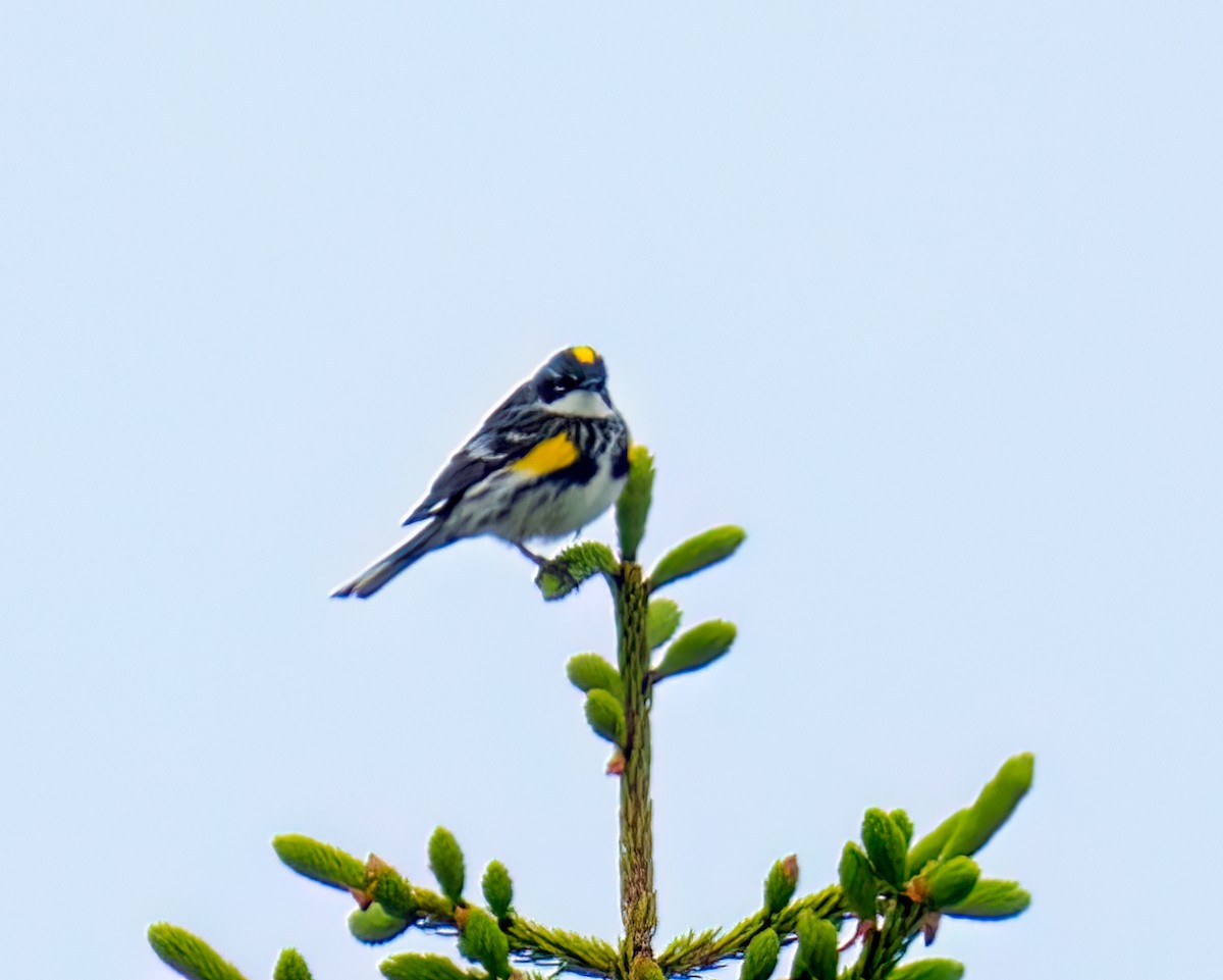 Пісняр-лісовик жовтогузий (підвид coronata) - ML587315351