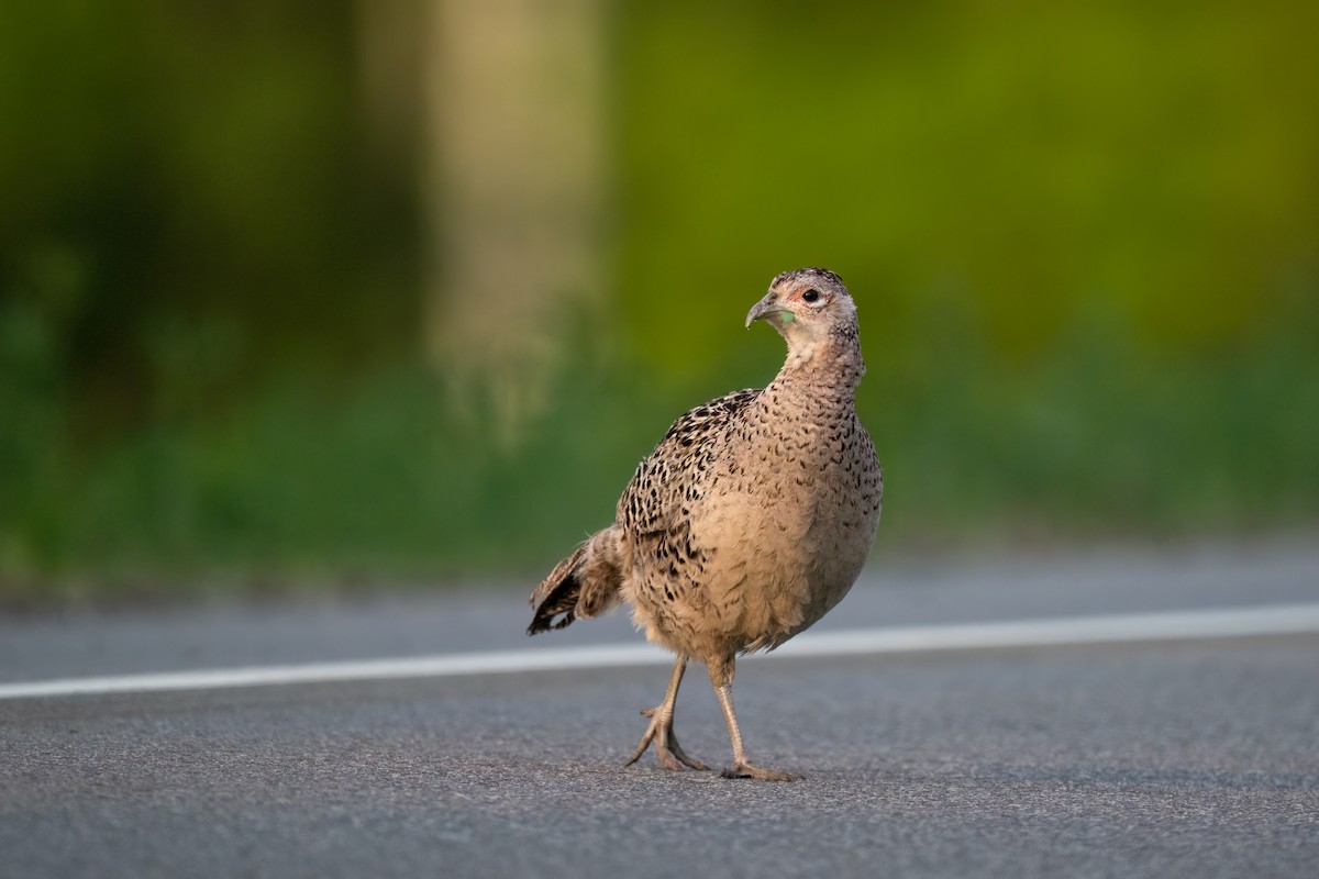 Ring-necked Pheasant - ML587316161