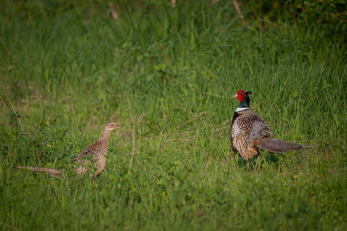 Ring-necked Pheasant - ML587316171