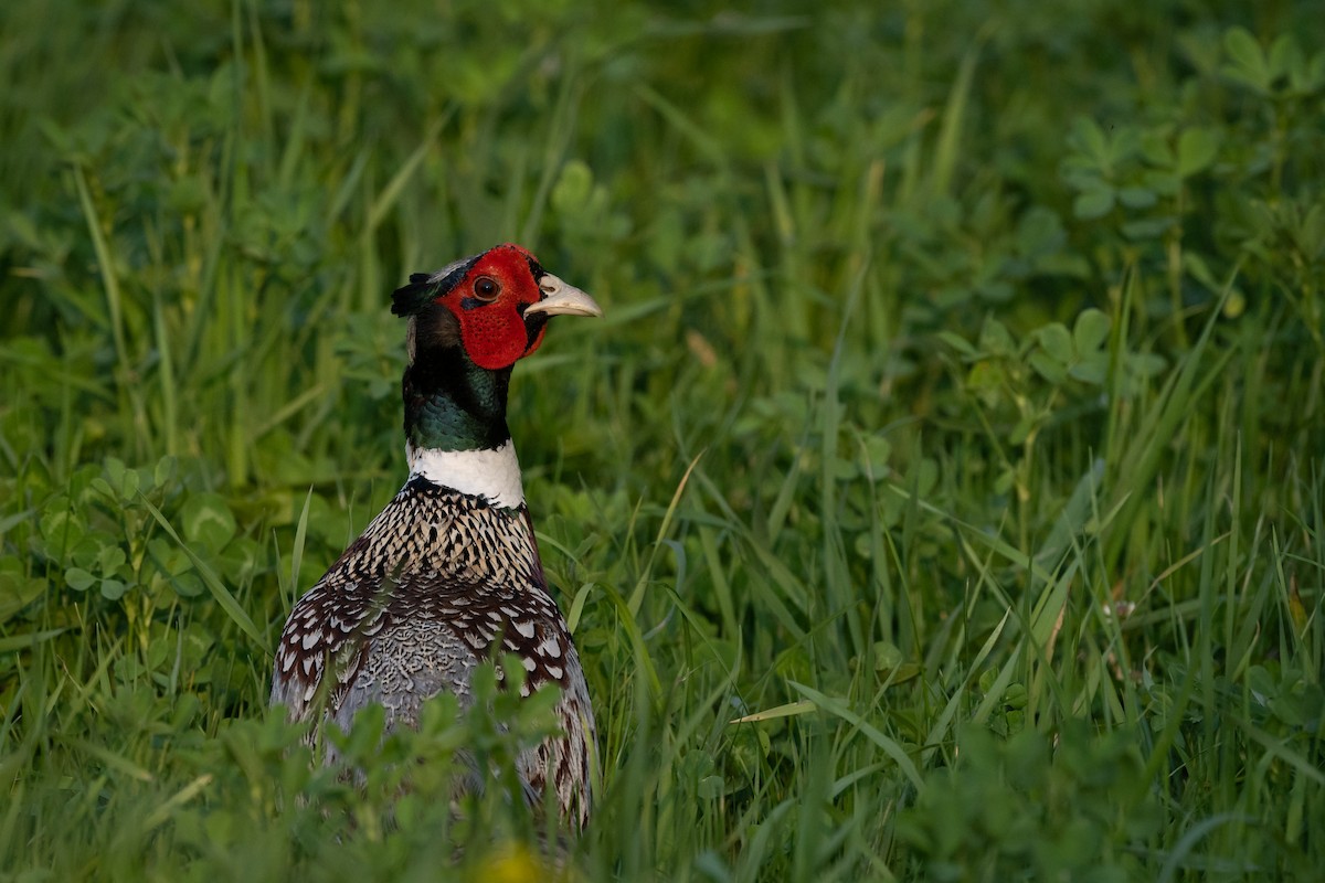 Ring-necked Pheasant - ML587316181