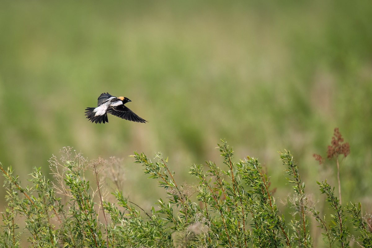 bobolink - ML587316321