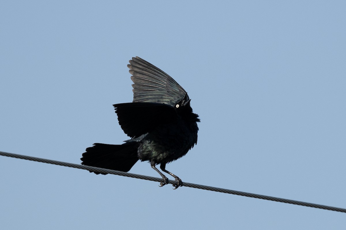 Brewer's Blackbird - ML587316401