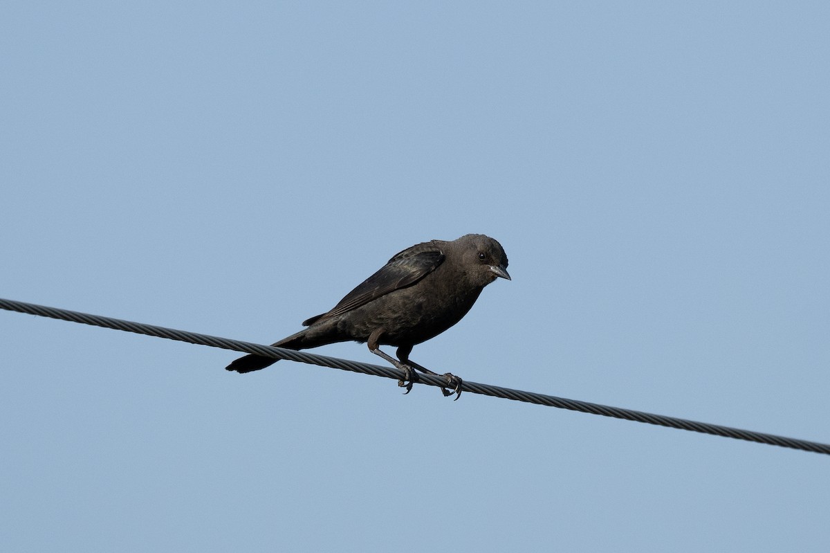 Brewer's Blackbird - ML587316431