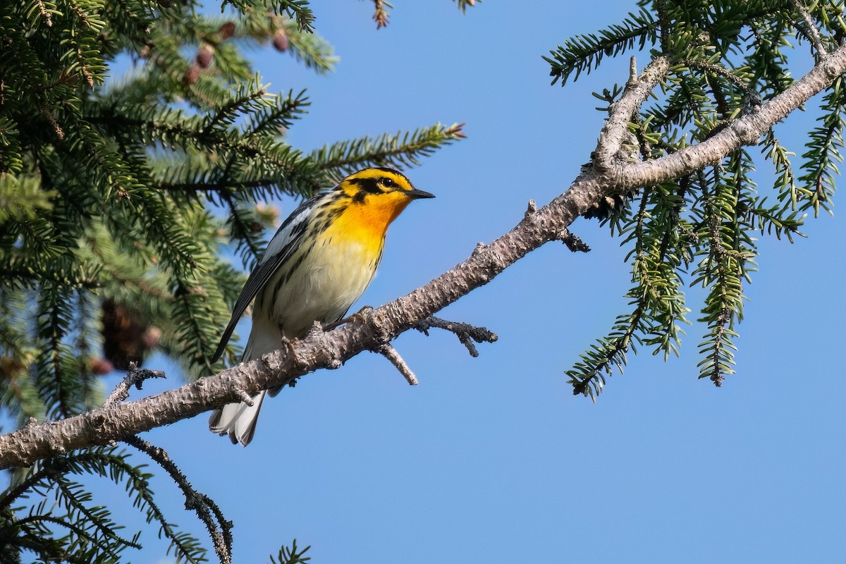 Blackburnian Warbler - Graham Gerdeman