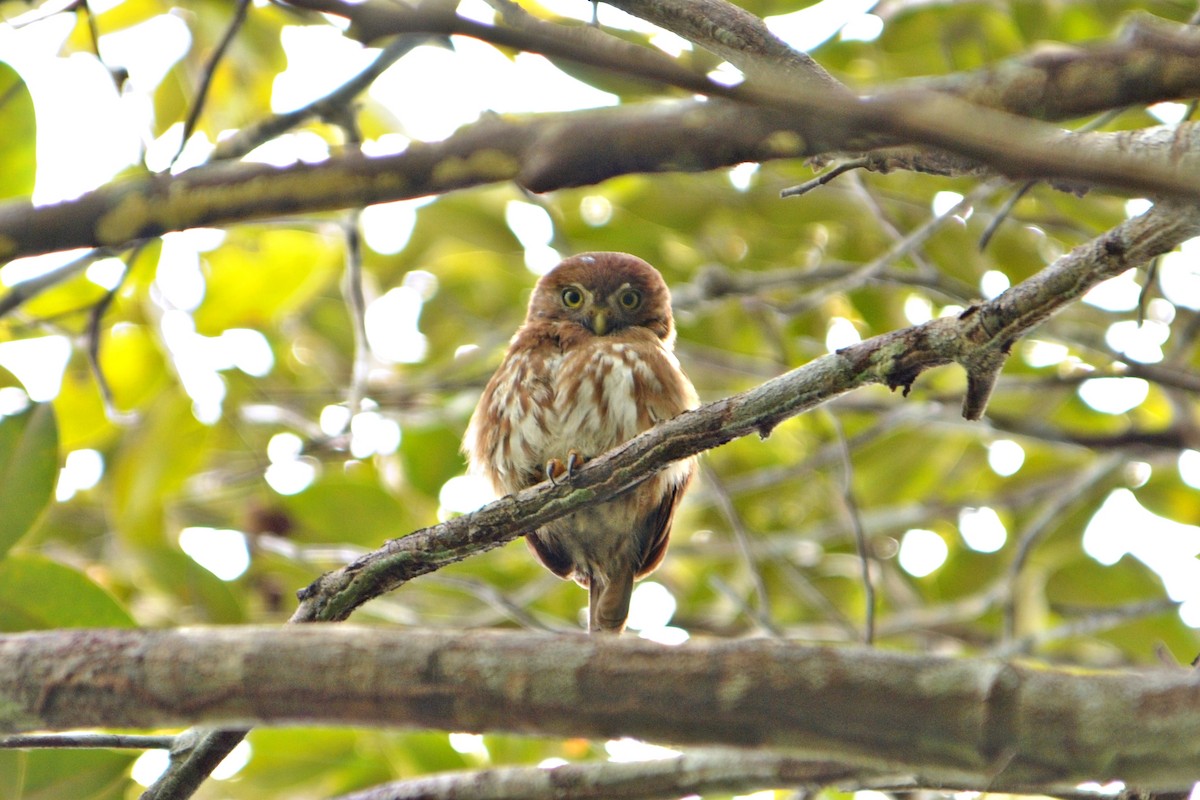 Ferruginous Pygmy-Owl - ML587318161