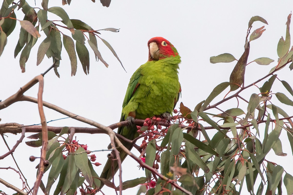 Red-masked Parakeet - Fred Hochstaedter