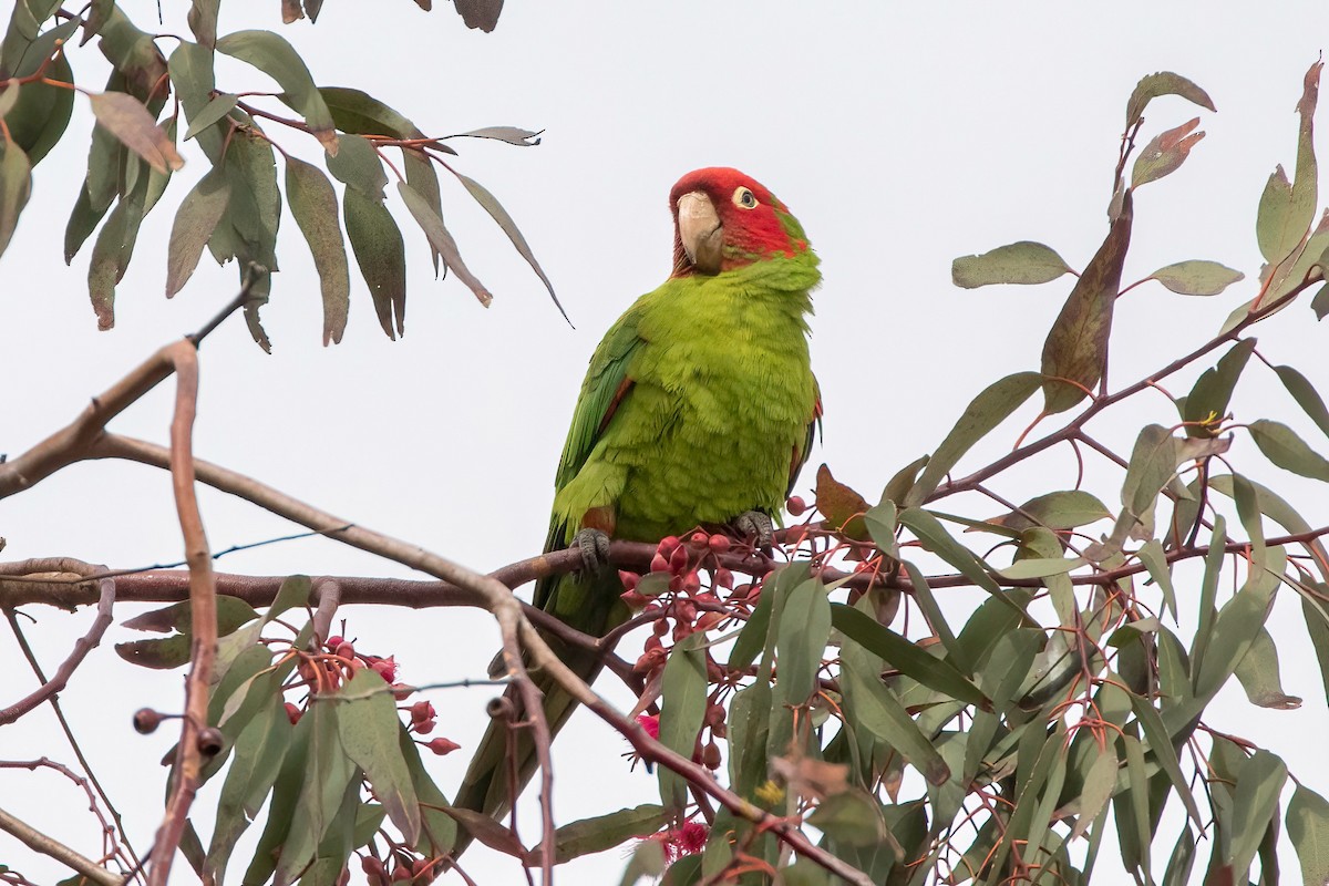 Conure à tête rouge - ML587318311