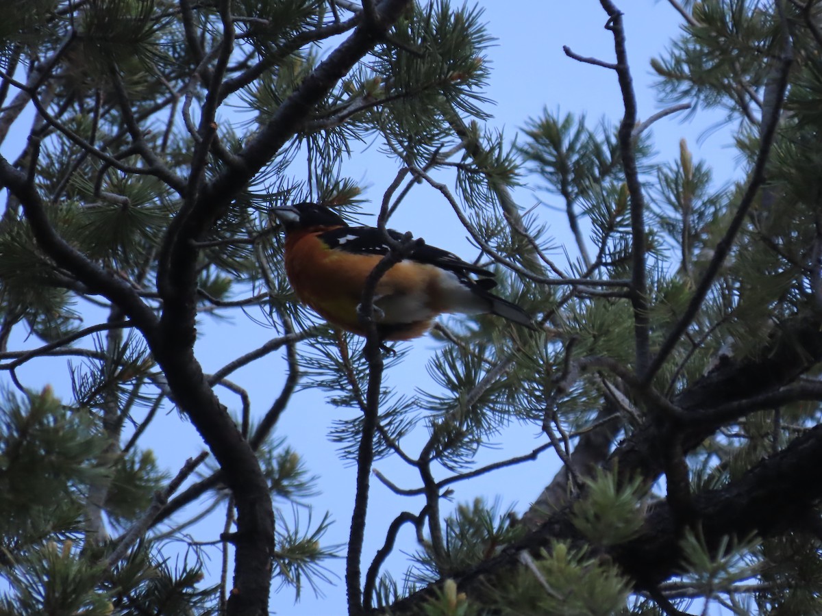 Black-headed Grosbeak - ML587318511