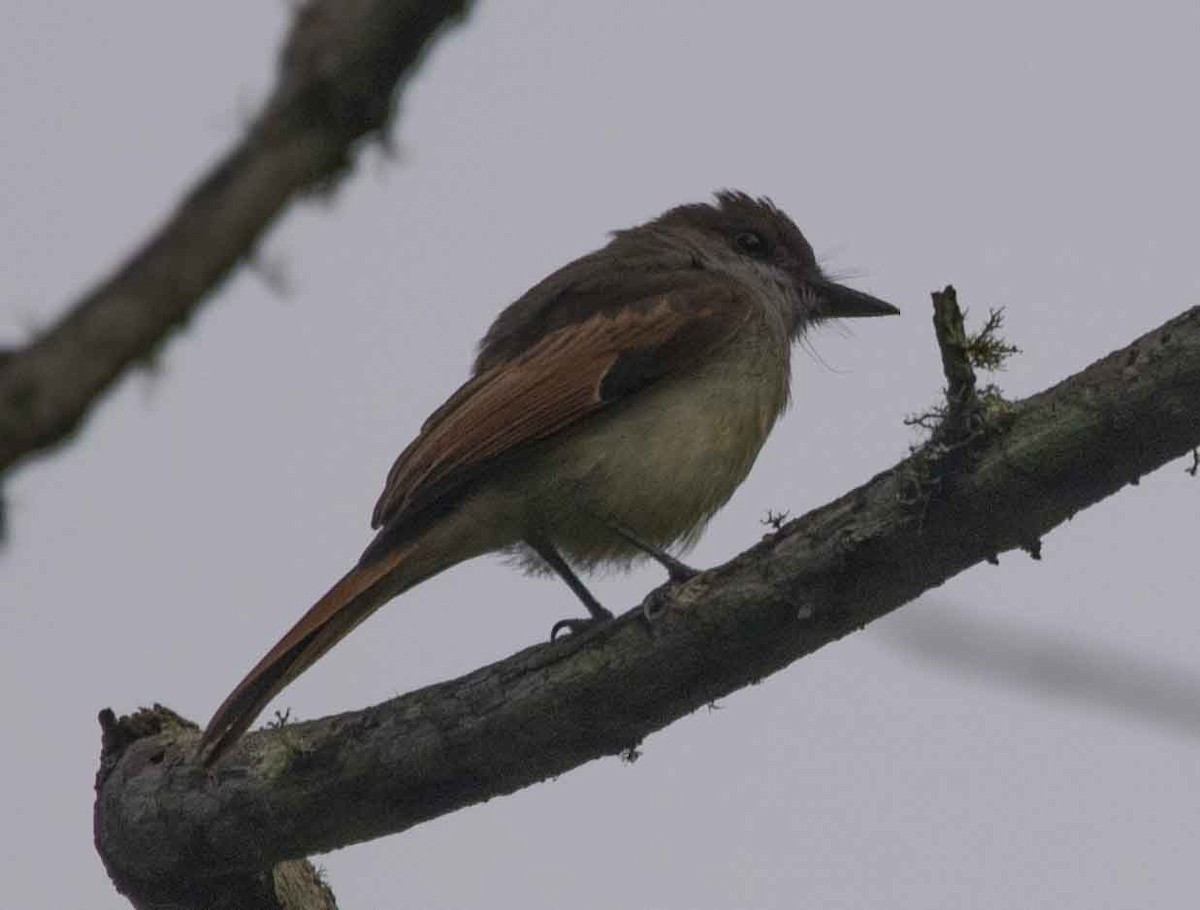 Dusky-capped Flycatcher - ML587319291