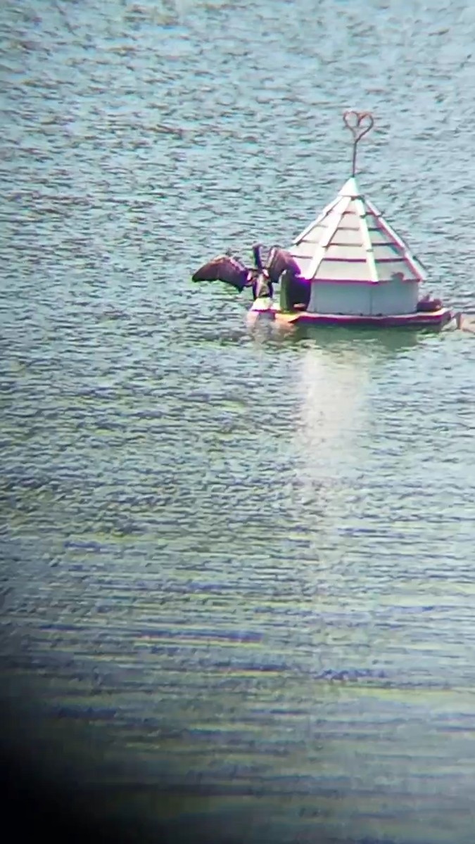 Double-crested Cormorant - ML587319491