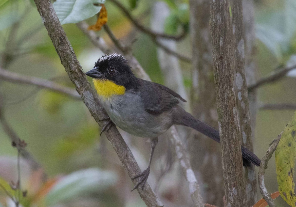 White-naped Brushfinch - ML587320481