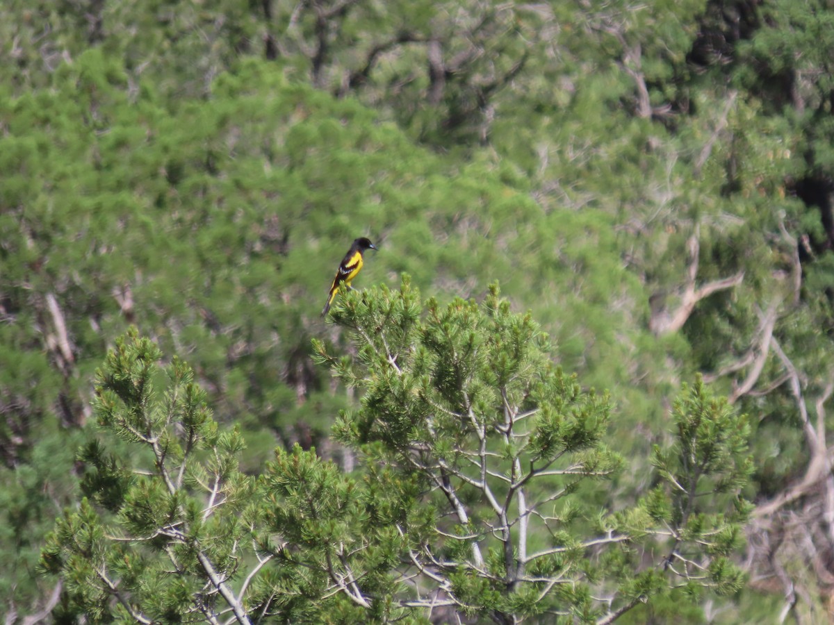 Scott's Oriole - ML587320851