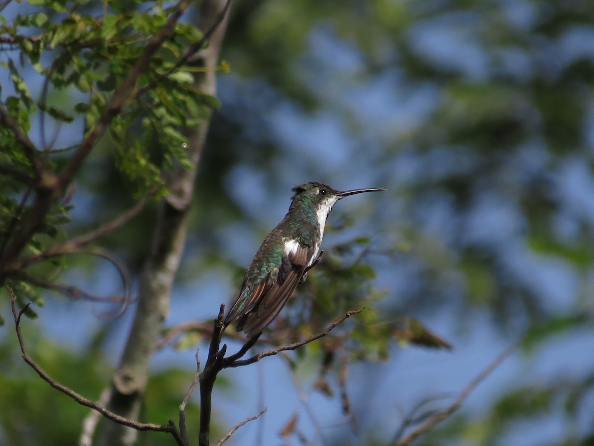 Black-throated Mango - ML587322341