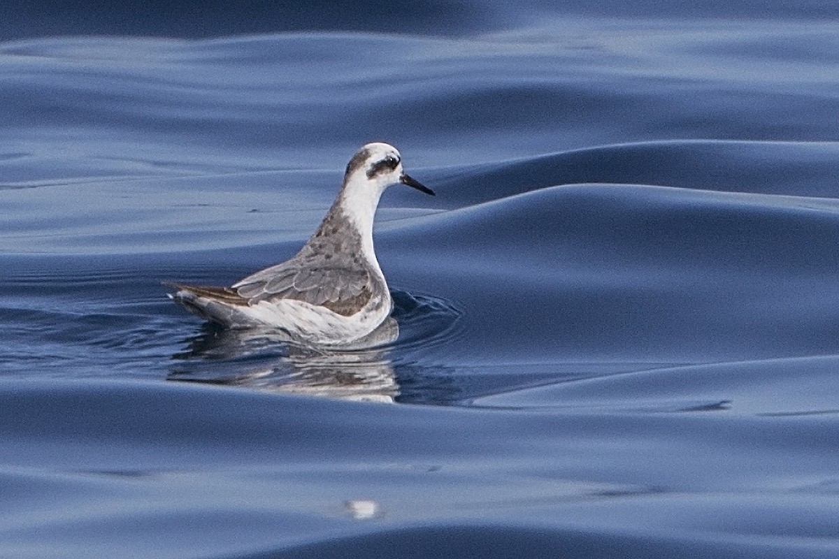 Red Phalarope - ML587324221