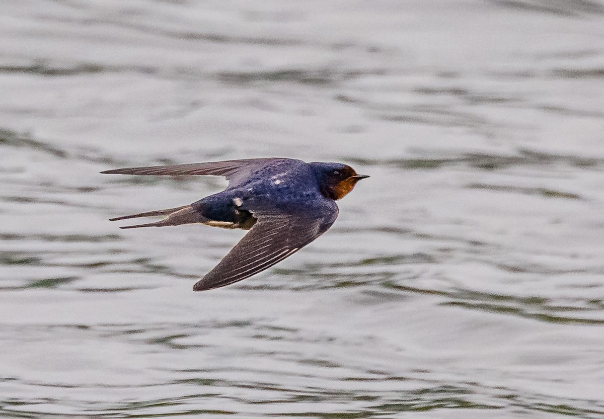 Barn Swallow - ML587324311