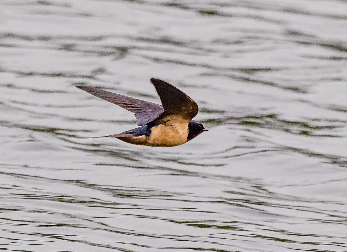 Barn Swallow - ML587324321
