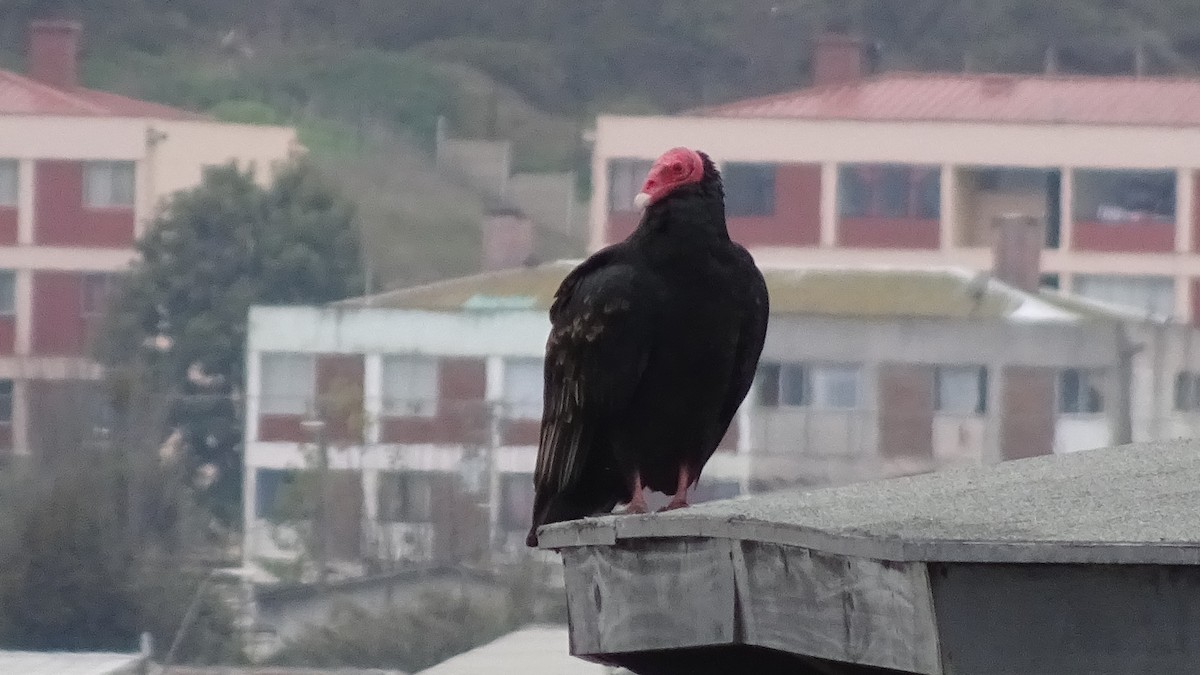 Turkey Vulture - ML587324901