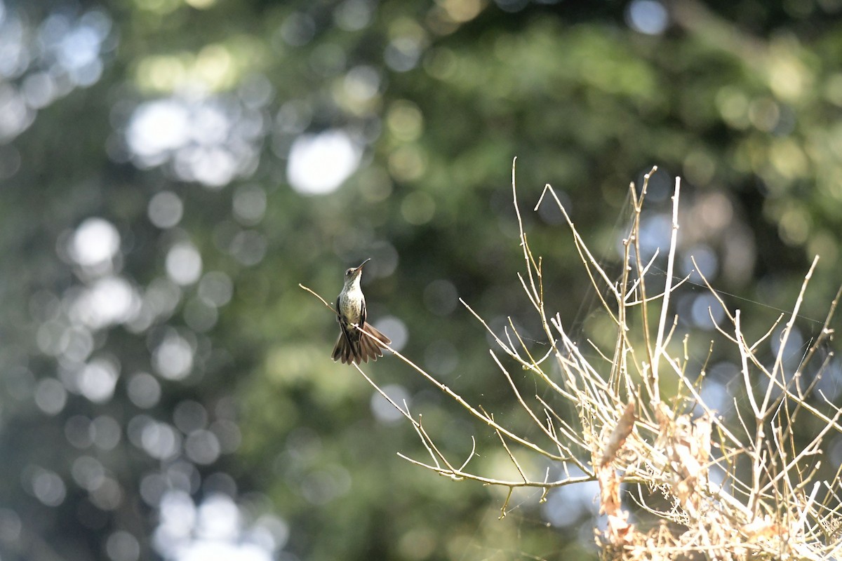 Many-spotted Hummingbird - Eugenia Boggiano