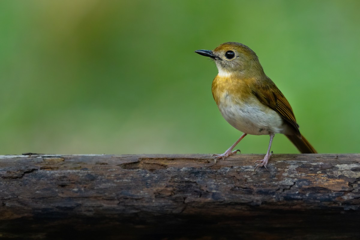 Fulvous-chested Jungle Flycatcher - JJ Harrison