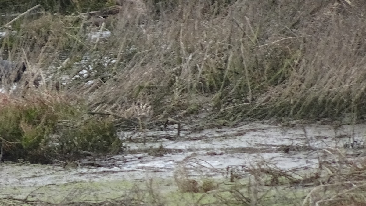 Magellanic Snipe - Marco Antonio Guerrero R.