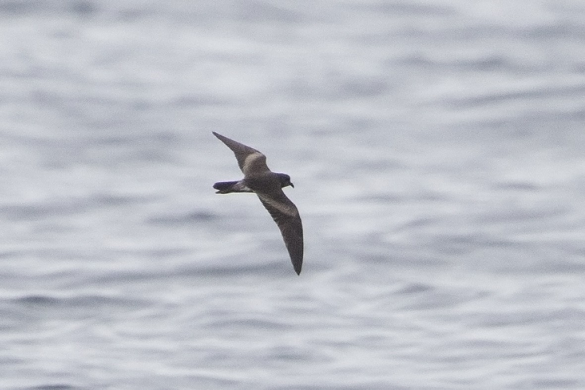 Leach's Storm-Petrel (Chapman's) - Bradley Hacker 🦜