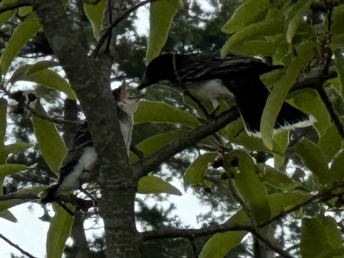 Eastern Kingbird - ML587326331