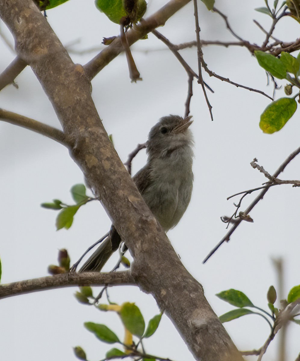 Bell's Vireo (Least) - Kim Moore