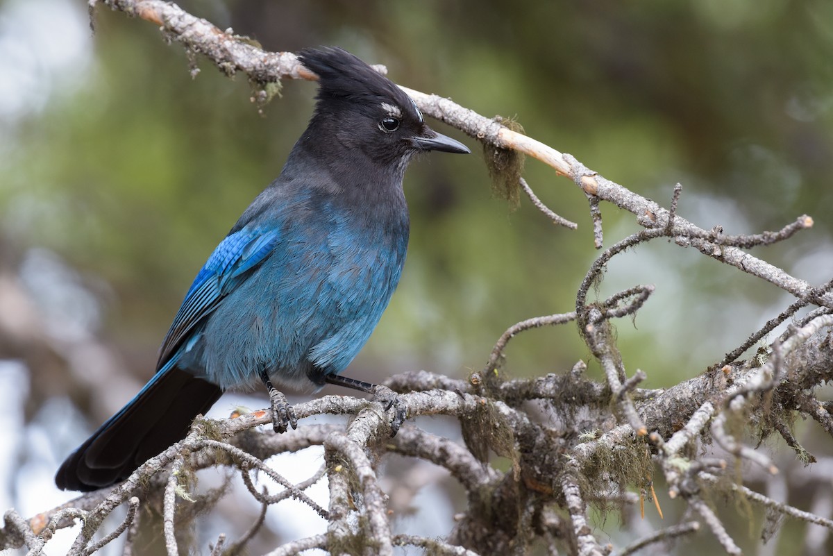 Steller's Jay (Northwest Interior) - ML587327441