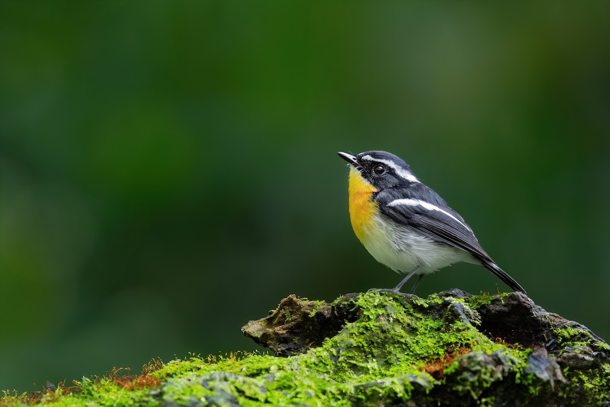 Rufous-chested Flycatcher - JJ Harrison