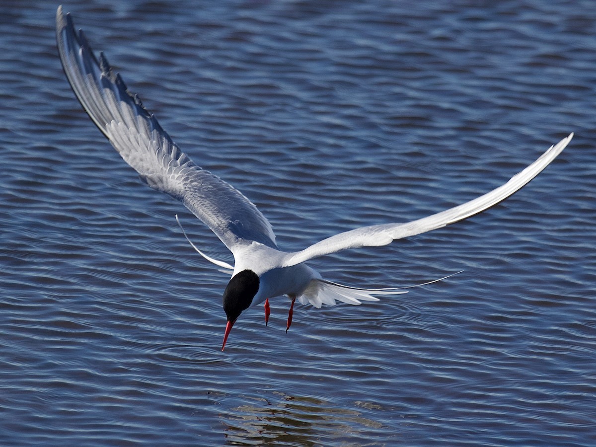 Arctic Tern - ML587327521