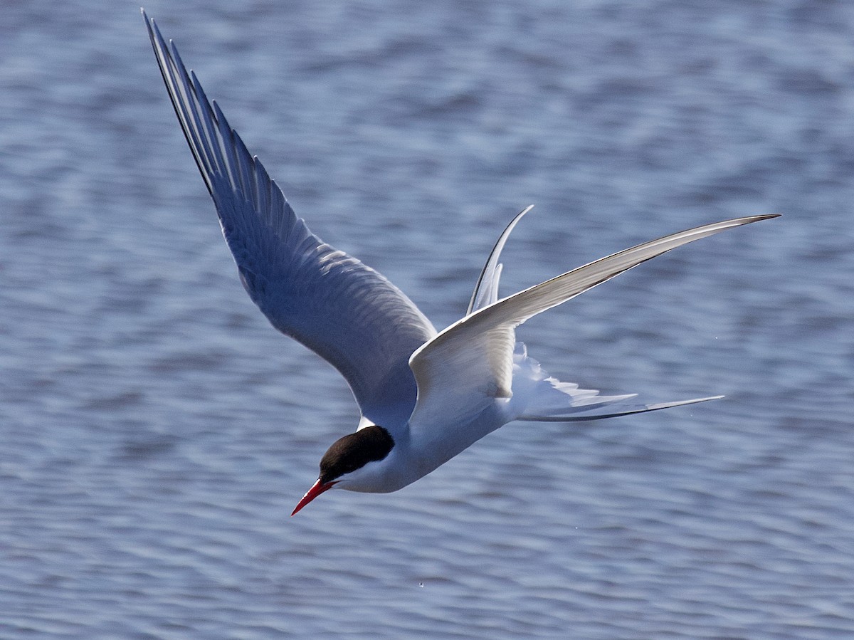 Arctic Tern - Junco Bullick