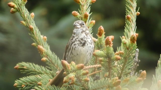 Fox Sparrow - ML587327611