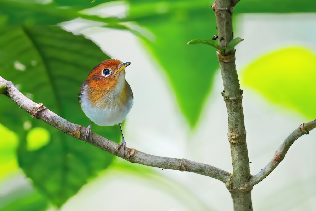 Sunda Warbler (Javan) - JJ Harrison